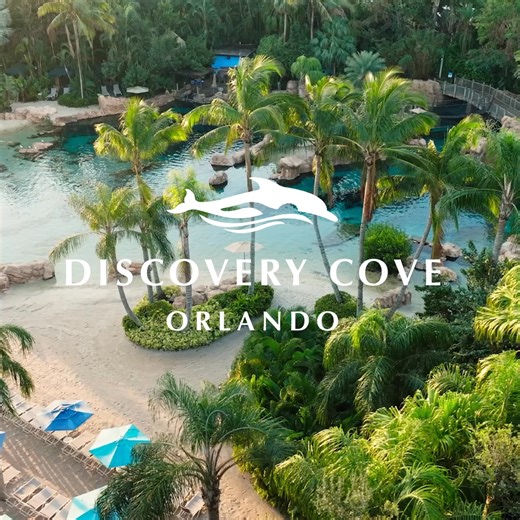 Escape to an all-inclusive paradise and enjoy FREE open bar. Swim with dolphins & more! Hurry, offer ends Jan. 25 | Discovery Cove