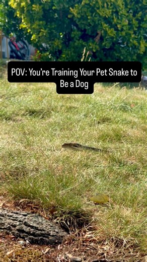 Training my Pet Snake to act like a Dog - Day 1