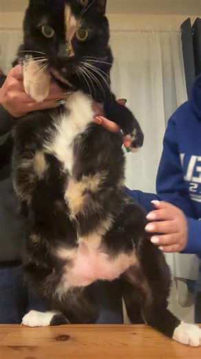 @jesz my 17lb cat tries the spongebob dance
