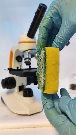 Exploring Algae Through Microscope Close-Ups