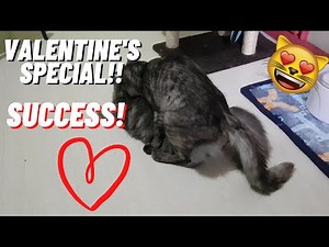 Successful Mating In Cats | Vlog #38 | ChiVie Vlogs