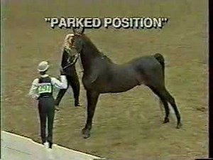 Showmanship Etiquette: Part 2, as seen on eXtension