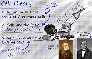 Cell Theory