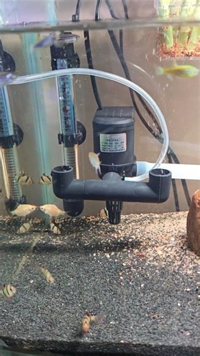 Power Filter Noise Fix in 30 Seconds! #PowerFilterFix #AquariumFilterNoise #spellfish