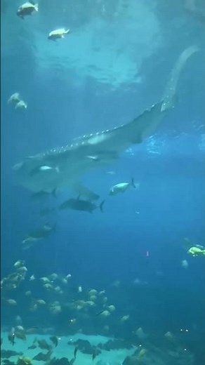 Whale Shark at the Georgia Aquarium in Atlanta – A Critical Animal Welfare Perspective