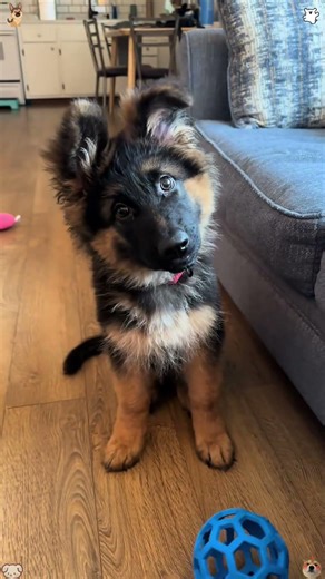 Owning a German Shepherd is really fun!#dog #germanshepherd #foryou #fyp #funnydog