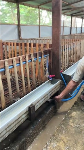 Time to Clean the Duck Coop!