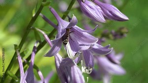 bee pollinates flowers,in summer the bee climbed a flower collecting nectar