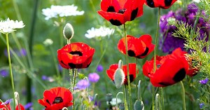 Our ultimate guide to feeding plants