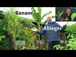 Propagating bananas by cuttings