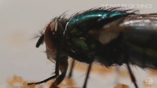 17K views · 31 reactions | Flies smell with their antennae. More:...