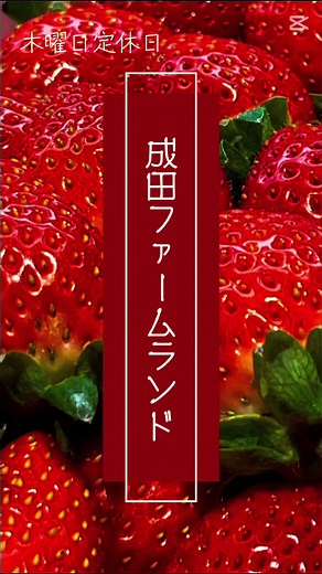 #CapCut #成田ファームランド #成田市 #いちご狩り #いちご