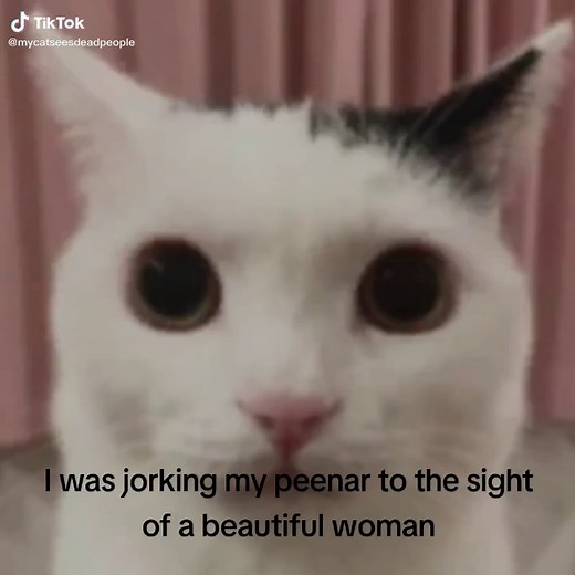 Funny Cat Memes: Scary Reactions That Will Make You Laugh