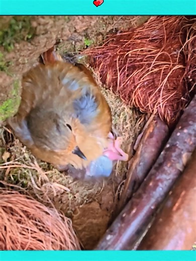 A Mother's Love: Lessons from Nature