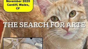 3.8K views · 182 reactions | We thought we’d start the week with GREAT NEWS!!! The team were searching for Arte at the weekend when this happened... | Animal Search UK | Facebook