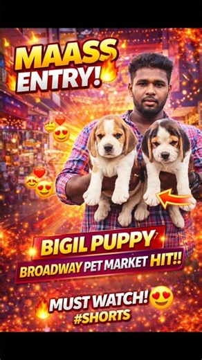 🔥 BIGIL PUPPY 🐶 Broadway Pet Market la MASS Entry 😍 Must Watch! #Shorts