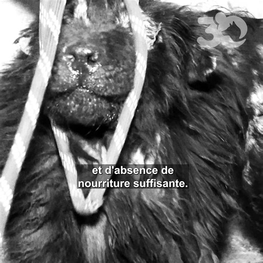 🐶🐴Parmi les chevaux du Refuge de la Fondation 30 Millions d'Amis "Les Aubris", découvrez Vicky, Patapouf et Montana, trois chiens sauvés de conditions déplorables. ❤️La Fondation 30 Millions d’Amis vous emmène au plus près de celles et ceux qui se battent chaque jour pour offrir, à tous nos amis, une nouvelle vie. ❌Parce qu’aucun animal ne devrait être oublié. | 30 Millions d'Amis