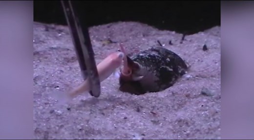 Carnivorous sea snail devours an entire fish in one bite
