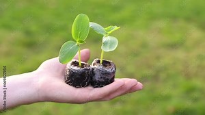 seedlings close-up in hand on green lawn background .planting seedlings. Earth Day. Ecological concept.Gardening and agriculture. Growing bio organic vegetables and greens. FullHD footage