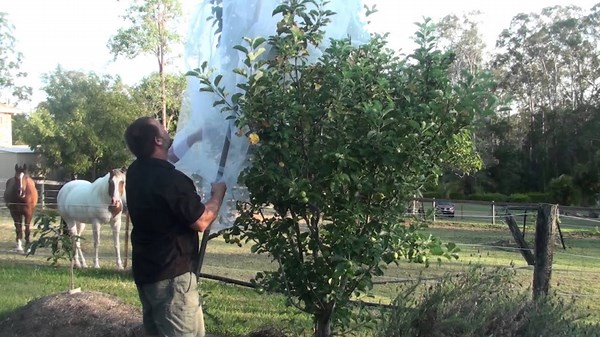 DIY fruit fly netting: Protect your apple trees the organic way!