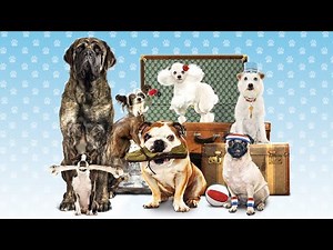 Hotel for Dogs Full Movie Facts & Review in English / Emma Roberts / Jake T. Austin