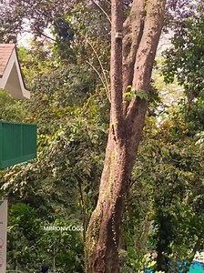 Hinulugang Taktak Nature & Adventure Park 🌴🍃✨ 📍Antipolo City, Rizal | MR RON VLOGS