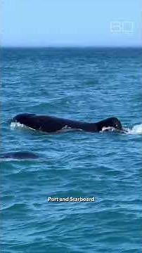 An infamous pair of orcas hunting and killing sharks #shorts