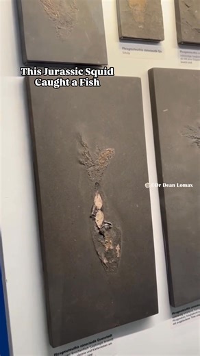 This #molluscmonday, feast your eyes on this awesome squid-like cephalopod, with its little fish-meal-to-be trapped in its arms. 🐟🦑 This fossil shows direct evidence of predatory behaviour, with the Jurassic squid-like Clarkeiteuthis catching a Leptolepis fish. This specimen comes from the famous Holzmaden area in Germany and is roughly 180 million years old. On display at the Hauff Museum, Germany. The specimen was described in 2019. FYI, although incredibly rare, several similar specimens ar