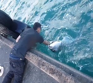 5.5M views · 55K reactions | Amazing ! Catch big fish | Animal Channel | Facebook