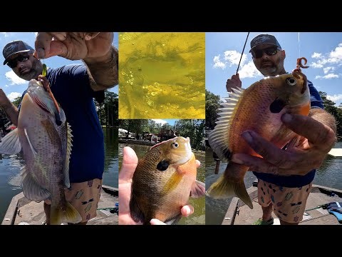 Bream fishing 2025 (underwater footage)