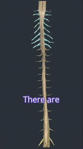 Spinal Cord Segments: Mapping the Nervous System’s Highway