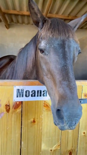 Playing with horses… #shorts