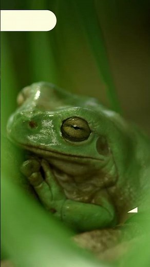 ¿Cuál es la diferencia entre las ranas y los sapos? 🐸​