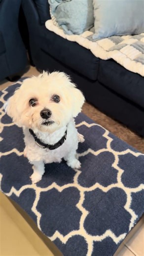 Maltese doing tricks