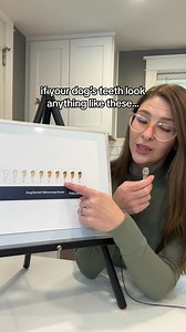 With over 500,000 customers, ProBright Advanced is quickly becoming the easiest way to clean your dog's teeth at home - without a toothbrush! Learn why the internet is going crazy for our brand new dental powder 👇 🔬 Backed by 2 clinical trials 👨‍⚕️ Formulated by vets & nutritionists 🪥 No brushing needed 👏 Over 3 million PetLab Co customers | PetLab Co.