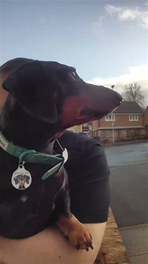 Babylon Zoo - Spaceman #dog #sausagedogs #spaceman #90s #funny