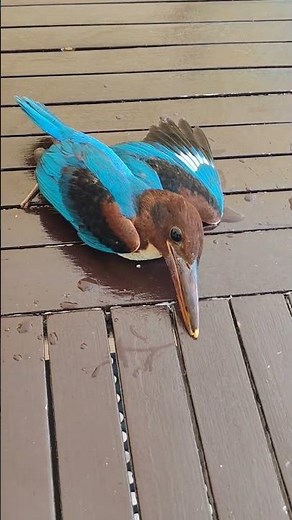 Miracle: This martin hunter is doing just fine! 🙏🐦