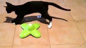 64K views · 243 reactions | Your CAT or DOG will love this! Watching your cat or dog go crazy for hours with this toy!  Buy Now >> https://www.grandhappy.com/toy-cat-dog Buy Now >> https://www.grandhappy.com/toy-cat-dog Like & share with that person who has a pet | Grand Happy Store | Facebook