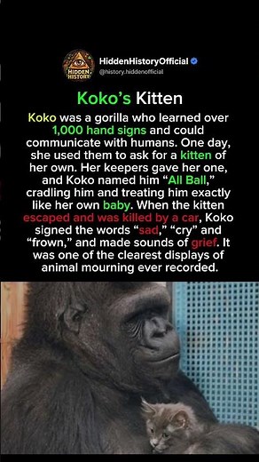 The Gorilla Who Lost Her Kitten #history