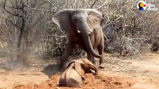 84M views · 768K reactions | The elephant mom was so protective of her baby, she wouldn’t even let rescuers near him  | The Dodo | Facebook