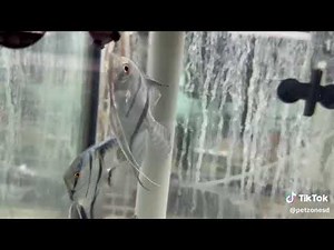 Blue Pinoy Angelfish (Pterophyllum scalare)