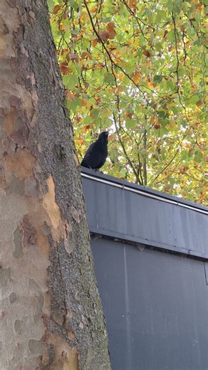calling carrion crow #shortvideo #corvid #corvidae #bird #birdsounds #crow #corvus