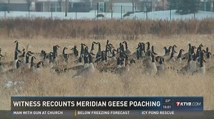 Nearly 20 geese killed in Meridian by illegal hunting