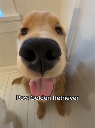 Adorable Golden Retriever Moments That Melt Hearts