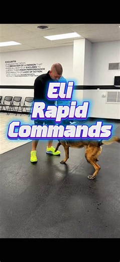 Dog Training: E-FLO Malinois Demonstration of Clear, Fast Obedience