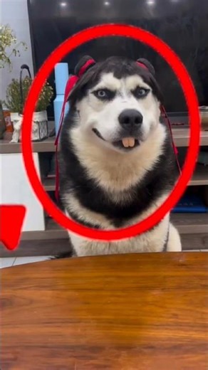 Top 3 Funniest Husky Moments Caught on Camera! 😂 | Singing, Screaming & Sassy Huskies! #husky