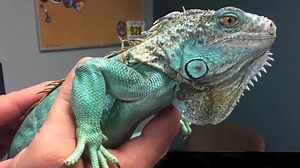 Can I kill a Florida iguana in my yard? FWC says, "Yep, but do it humanely"