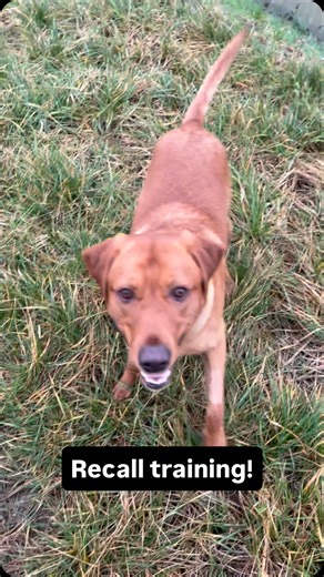 GTDog Training on Instagram: "George is having a great time being chased by Bea. This high arousal game of chase gives me a great opportunity to recall out of play, which is helped by Bea. As she breaks away and sprints back, George follows. There is of course an element of pack drive and Labs have a tendency to be extremely social so he follows every time. Getting reps in the bank during high arousal is super important."