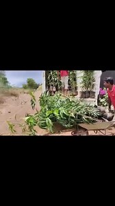 36K views · 1.4K reactions | Wholesale Nursery Plants on Reels | Facebook