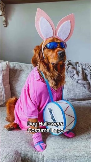 Cute Halloween Costumes For Dogs